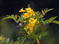 YellowFlower2.jpg
