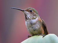 Hummer4.jpg