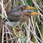 GreenHeron2.jpg