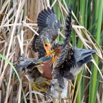 GreenHeron3.jpg