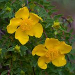 YellowFlower.jpg