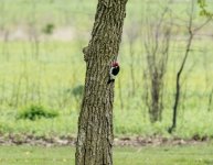 DSC_0601.jpg