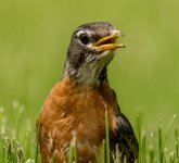 DSC_2148.jpg