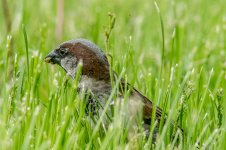 DSC_2205.jpg