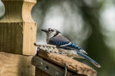DSC_2403.jpg