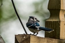 DSC_2413.jpg