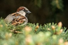 DSC_2421.jpg