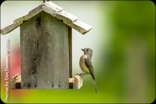 Birds-7095.jpg