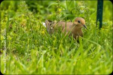Birds-7114.jpg