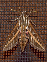 Moth2.jpg