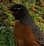 DSC_0100.jpg