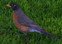 DSC_0102.jpg