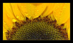 Sunflower Close Up 5-12-2016.jpg