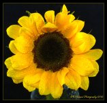 Sunflower 5-12-2016.jpg