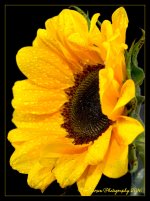 Sunflower Side 5-12-2016.jpg