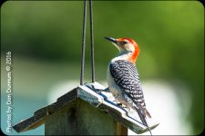 Morning Birds-7125.jpg