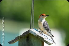 Morning Birds-7129.jpg