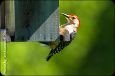 Morning Birds-7159.jpg