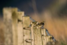 DSC_0049.jpg