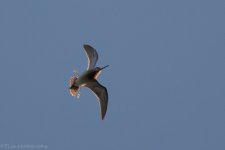 DSC_0062.jpg