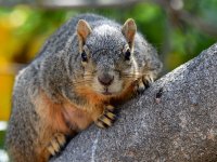 Squirrel3.jpg