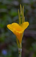 Canna2.jpg