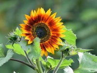 SunFlower.jpg