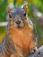Squirrel2.jpg