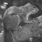 SquirrelBW.jpg