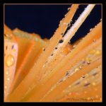 Orange Asiatic Lily Stamens with Water Drops 5-13-2016.jpg