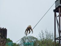 Tightrope.jpg