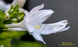 2015232-4373.jpg