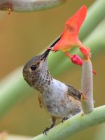 Hummer26.jpg
