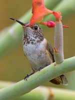 Hummer27.jpg
