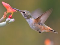 Hummer29.jpg