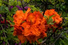 DSC_2476.jpg