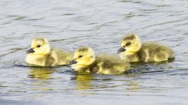 Goslings-100.jpg