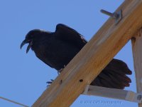 4-26-16_D7K3154-cr.jpg
