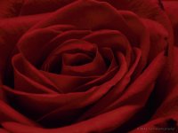5-1-16-cr_DSC_3657.jpg
