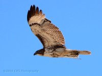 5-4-16-cr_D7K3163.jpg