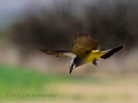 5-5-16-cr_D7K3175.jpg