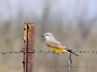 5-6-16-cr_D7K3187.jpg