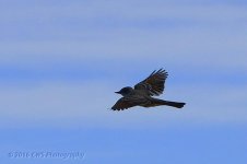 5-8-16-cr_D7K3424.jpg