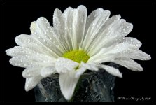 White Daisy #2 5-14-2016.jpg