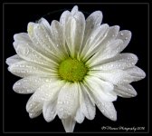 White Daisy #3 5-14-2016.jpg