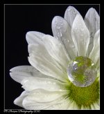 White Daisy with a Crystal 5-14-2016.jpg