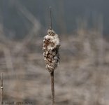 DSC_4963.jpg
