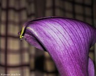 _DSC2582.jpg