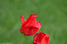DSC_4998.jpg