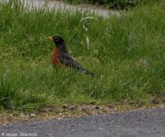 DSC_5003.jpg